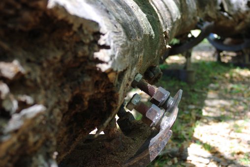 住吉公園の保存倒木 – Fallen tree