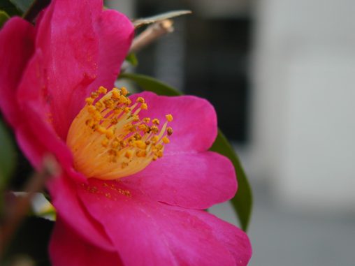 山茶花 – Camellia Japonica