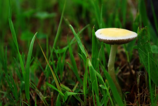 芝生のきのこ – Mushroom on grass