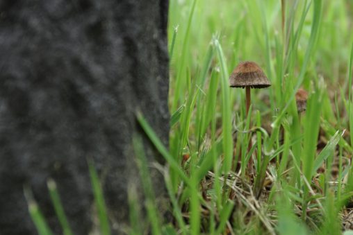 大樹と小茸 – Tree with mushroom