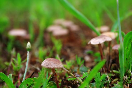 群生 – Cluster of mushroom