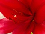 赤百合 – Red Lily