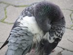 巻きハト – Rolled Pigeon