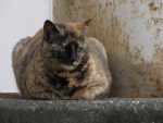 ハードボイルド猫 – Hard-boiled cat