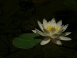 白蓮 – White Lotus