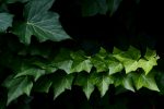 背伸び – Straight ivy