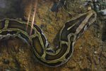 インドニシキヘビ – Indian Python