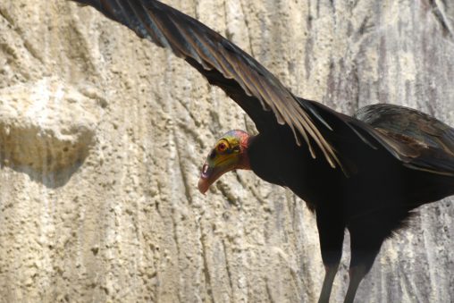 キガシラコンドル – Lesser Yellow-headed Vulture