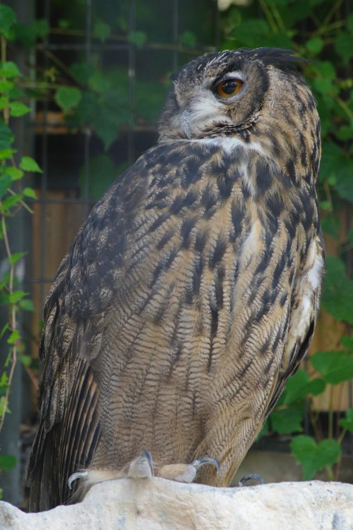 ワシミミズク – Eurasian eagle-owl
