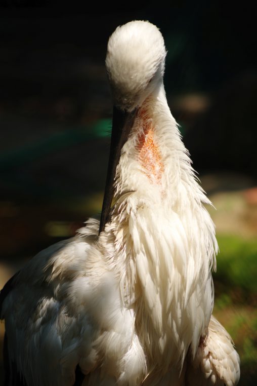 コウノトリ(2枚) – Japanese white stork (2 pics)