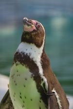受信中…… – Humboldt penguin