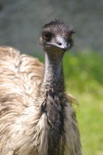 エミュー(2枚) – Emu (2 pics)