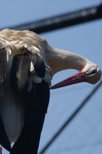 シュバシコウ – White stork