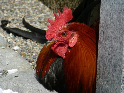 石上神宮の鶏 – A Sacred chicken