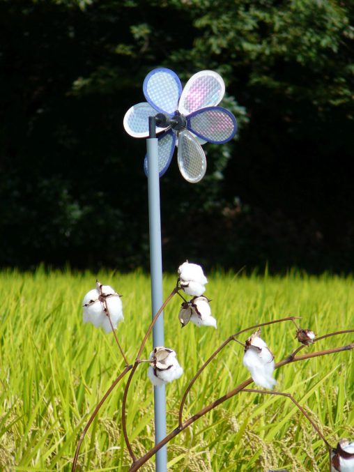風車とワタ – Cotton and Pinwheel