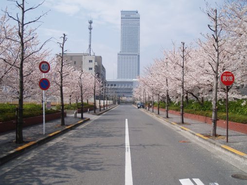 りんくうタウンの桜(2枚) – Sakura at Rinku Town (2 pics)