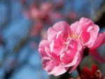 梅 (5枚) – Plum flowers (5 pics)