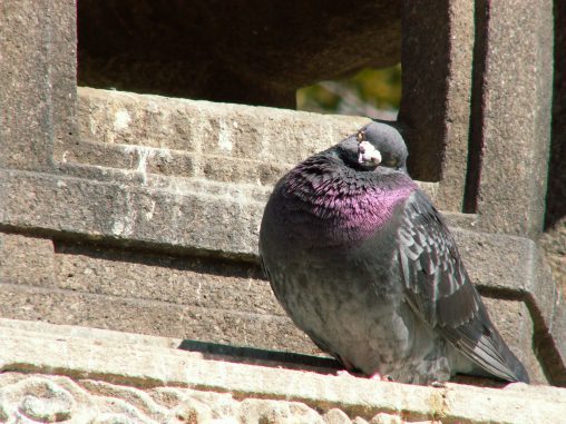 首かしげ鳩(2枚) – Pigeon tilts head (2 pics)