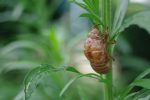 空蝉 – Cicada shell