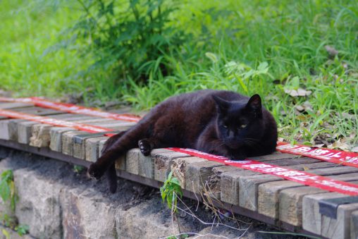 ふて猫 – Black cat