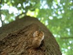 空蝉(2枚) – Cicada shell (2 pics)
