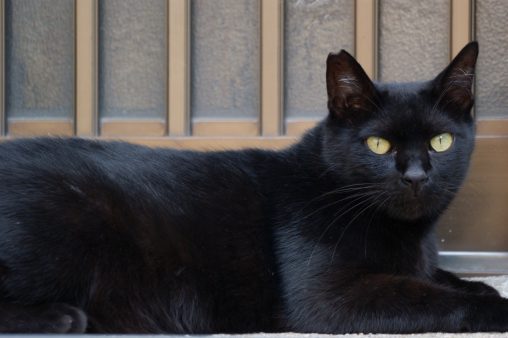 黒猫 – Black cat