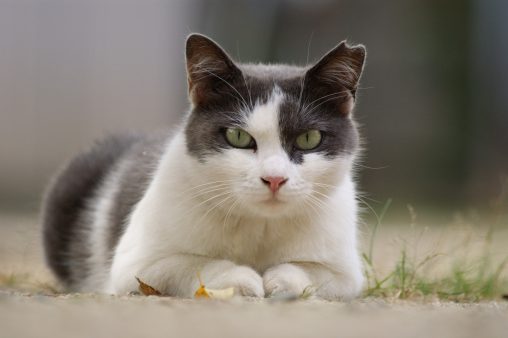 はちわれ(3枚) – Tuxedo cat (3 pics)