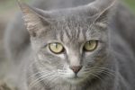 サバトラ(2枚) – Silver tabby cat (2 pics)