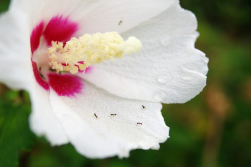 むくげに蟻 – Ants working on Althea flower
