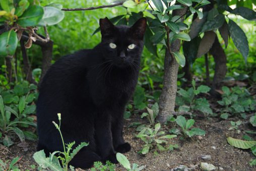 黒 – Black cat