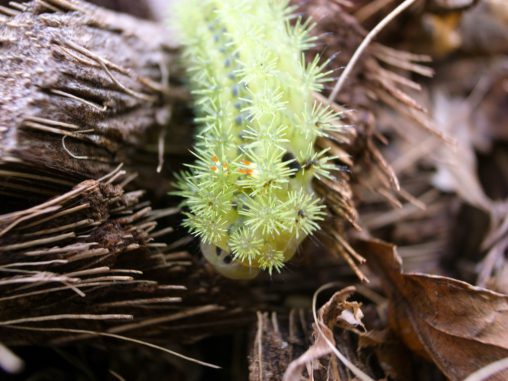 ヒロヘリアオイラガの幼虫 – Nettle caterpillar