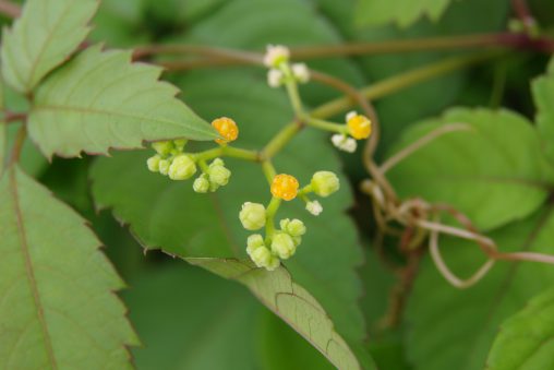 ヤブガラシ – Japanese cayratia herb