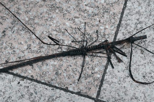 鉄の虫 – Iron insect