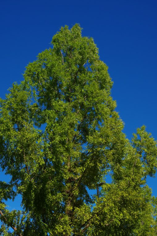 メタセコイア – Metasequoia