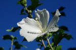 白木槿 – White Rose of Sharon