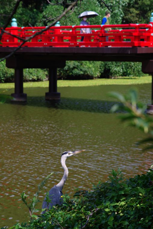 アオサギと和気橋 – Grey Heron and Traditional Bridge