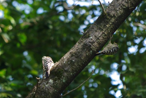 コゲラ(2枚) – Pygmy Woodpecker (2 pics)