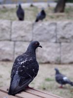 公園の鳩だまり – Pigeons at park