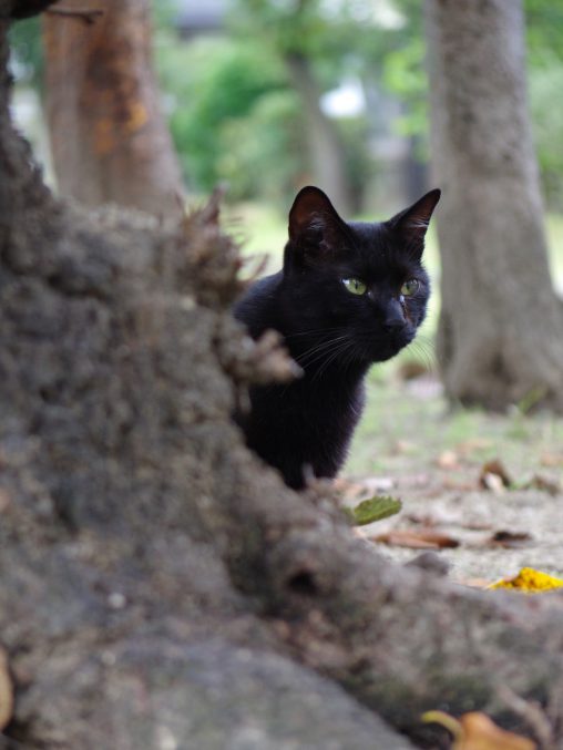なつかない黒猫(3枚) – Black cat (3 pics)