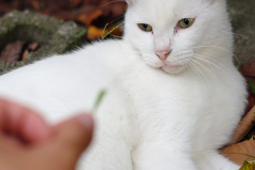 物怖じしない白猫(5枚) – White cat (5 pics)
