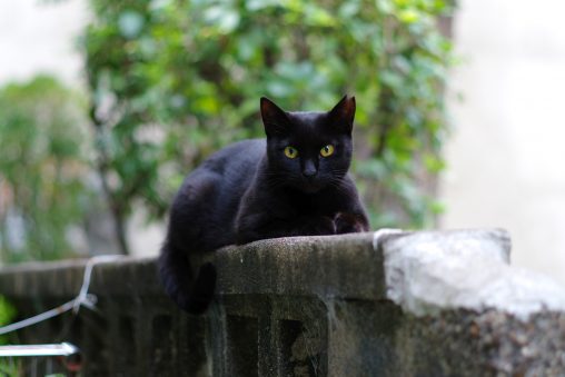 見つめる黒猫 – Glaring cat
