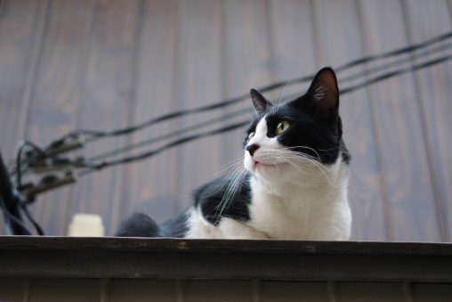 屋根の上から – Rooftop cat