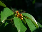 クロガネモチ – Round Leaf Holly