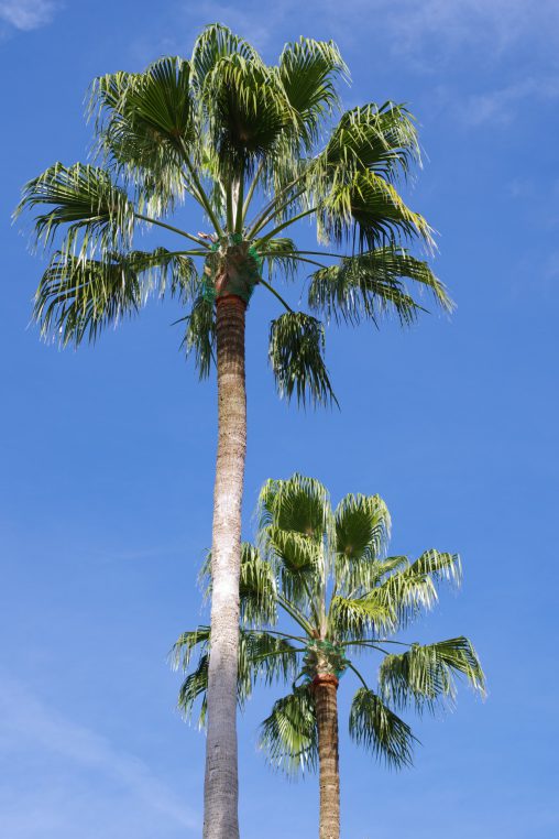 ヤシ – Palm tree