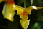 ラン (4枚) – Orchids (4 pics)