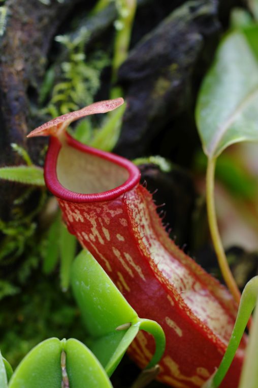 ウツボカズラ – Raffles’ pitcher-plant