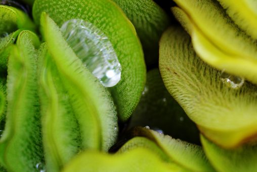 多肉と水滴 – Water drop on Succulents