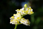 ファレノプシス・プルケリマ「アルバ」 – Phalaenopsis pulcherrima ‘alba’