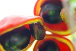 ピンポンノキの実 – Fruits of Pimpom