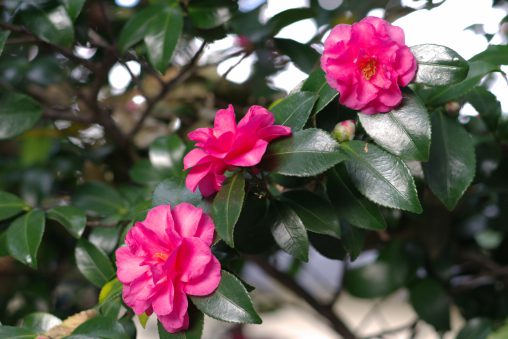 山茶花3連 – Christmas Camellia